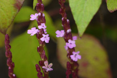 Striga gesnerioides